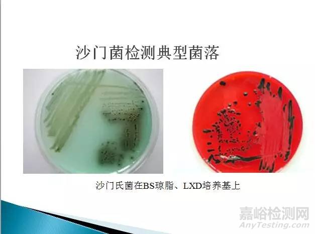 沙门氏菌检测标准,方法及实验关键点