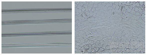 再生纤维素纤维显微镜鉴别方法