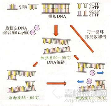 聚合酶链反应（PCR）简述