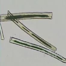 动物纤维鉴别难点以及测试方法