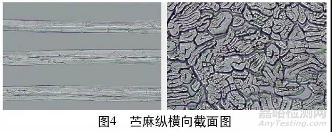 各类麻纤维在不同显微镜下的特征分析