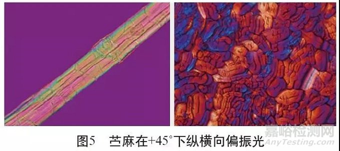 各类麻纤维在不同显微镜下的特征分析