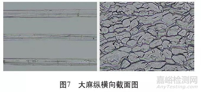 各类麻纤维在不同显微镜下的特征分析