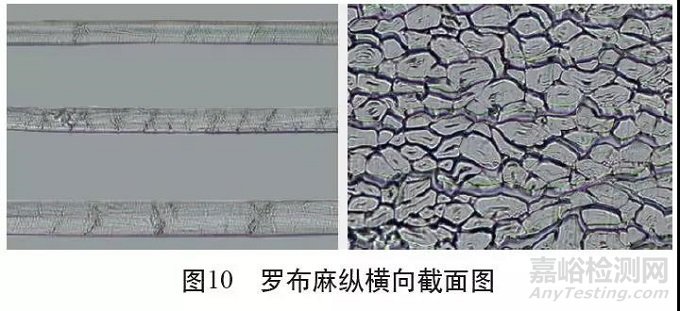 各类麻纤维在不同显微镜下的特征分析