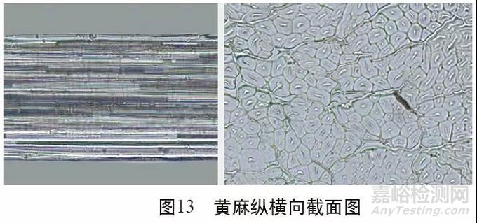 各类麻纤维在不同显微镜下的特征分析