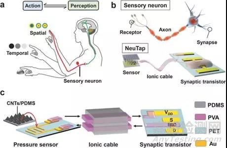 一种具有触觉知觉学习的人工感觉神经元
