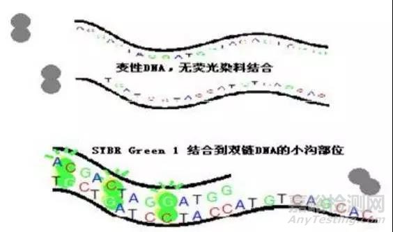 常见荧光定量PCR检测方法比较