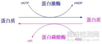 蛋白质磷酸化的检测方法