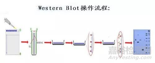 蛋白质磷酸化的检测方法