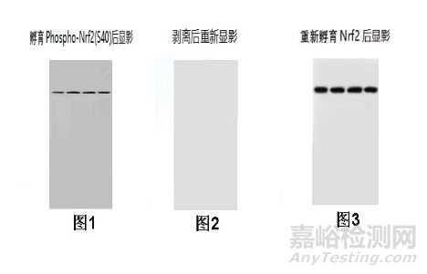 蛋白质磷酸化的检测方法