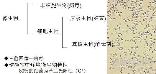 灭菌微生物学及常见的灭菌法