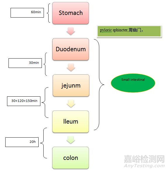 从药物体内吸收过程认识制剂开发