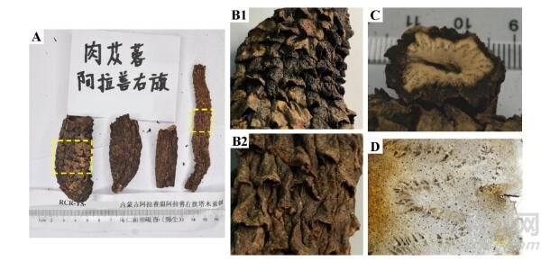 全国肉苁蓉饮片专项抽验情况分析与研究