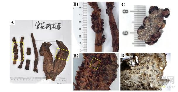 全国肉苁蓉饮片专项抽验情况分析与研究