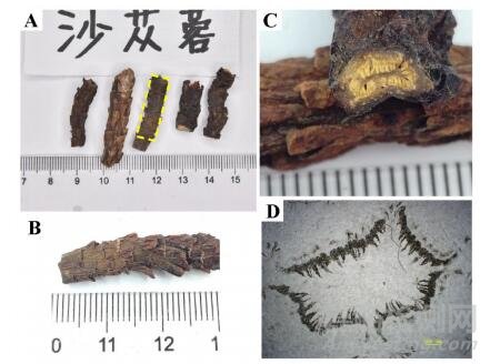 全国肉苁蓉饮片专项抽验情况分析与研究