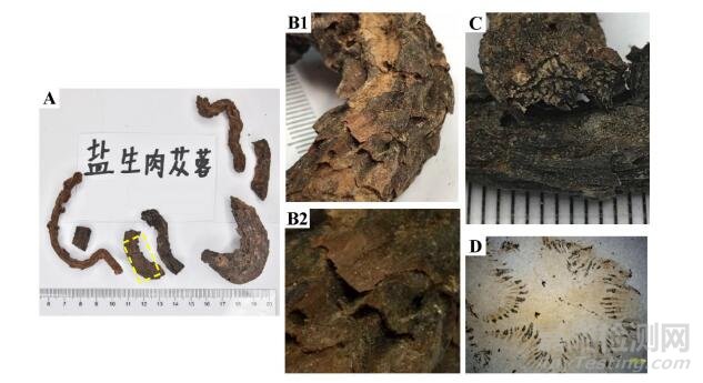 全国肉苁蓉饮片专项抽验情况分析与研究