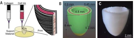 打印一颗心！人造器官再现奇迹