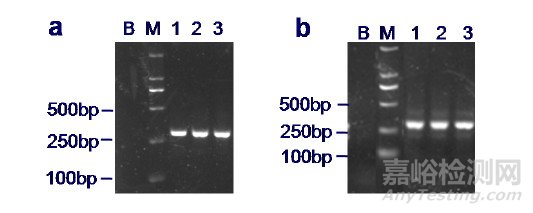 川贝母PCR-RFLP法鉴别检验能力验证活动分析