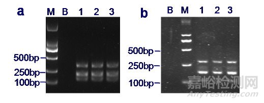 川贝母PCR-RFLP法鉴别检验能力验证活动分析