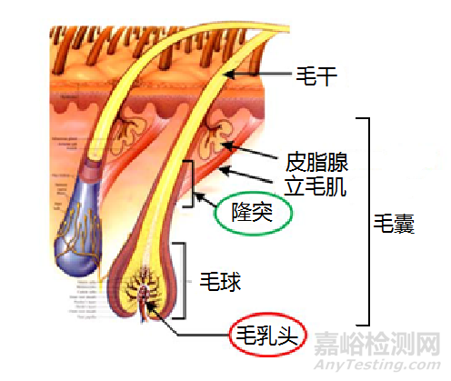 《半导体激光脱毛机注册技术审查指导原则》全文发布