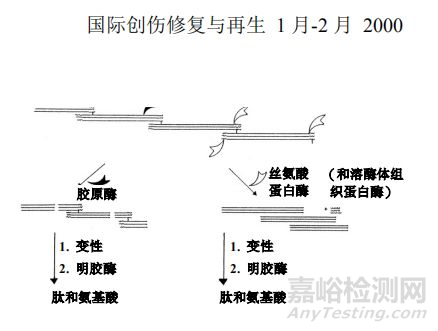 双美胶原蛋白植入体内降解过程及降解产物总结