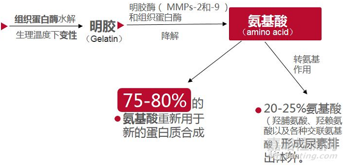 双美胶原蛋白植入体内降解过程及降解产物总结