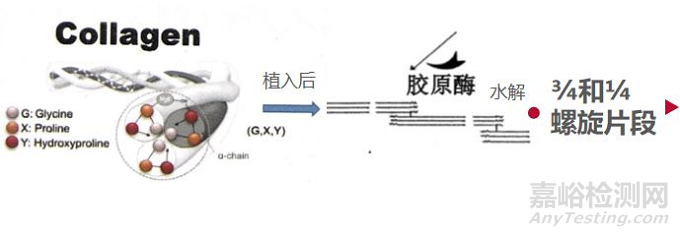 双美胶原蛋白植入体内降解过程及降解产物总结