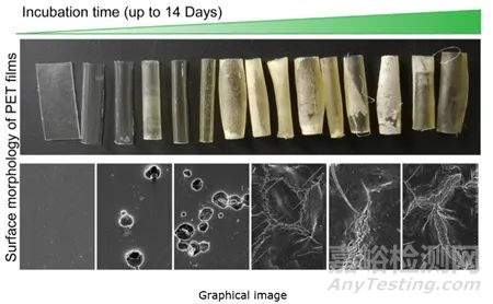 中科院研发出全新的嗜热全菌催化塑料生物降解策略 