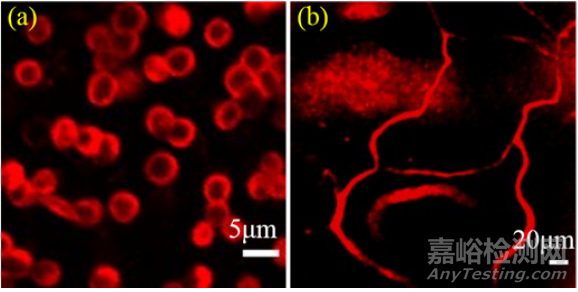 科学家研发出新型无标记血管成像双光子显微系统