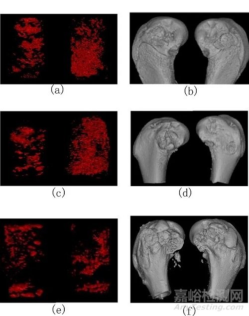 基于组织病理学及影像数据分析的人工骨植入实验评价研究