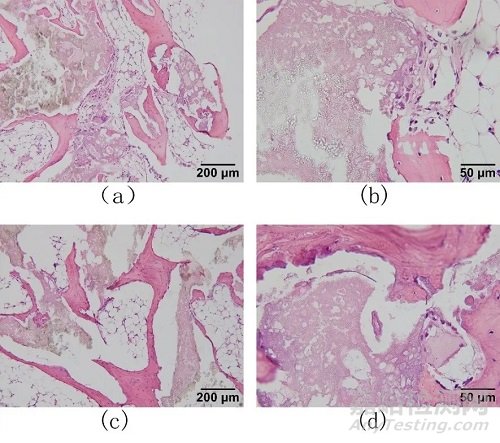 基于组织病理学及影像数据分析的人工骨植入实验评价研究