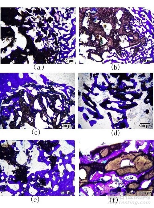 基于组织病理学及影像数据分析的人工骨植入实验评价研究