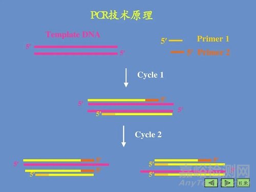 PCR的原理，基本反应步骤及反应条件优化
