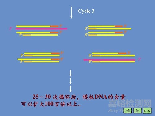 PCR的原理，基本反应步骤及反应条件优化