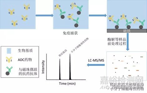 生物分析让ADC抗体偶联药物“精准制导”