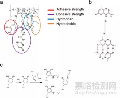 超分子交联用于贻贝启发的组织黏合