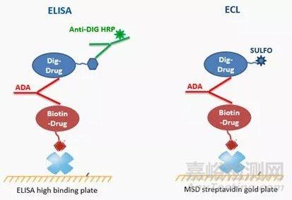 生物药一定要做免疫原性实验的原因以及常用的免疫原性检测方法