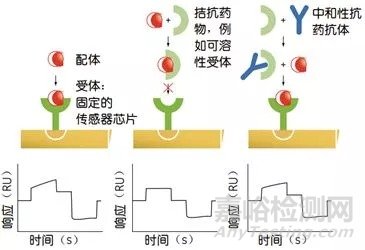 生物药一定要做免疫原性实验的原因以及常用的免疫原性检测方法