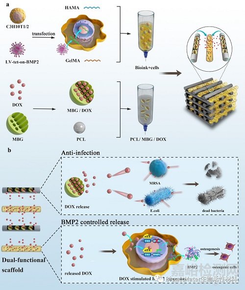 利用3D生物打印和基因工程技术制备骨修复和抗感染双功能支架