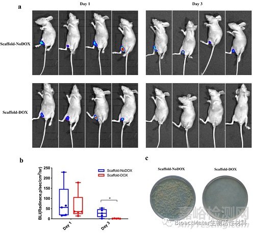 利用3D生物打印和基因工程技术制备骨修复和抗感染双功能支架