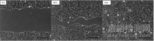 细胞划痕实验新方法详解
