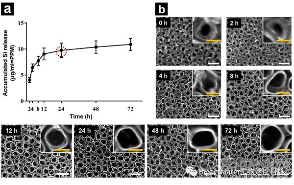 钛纳米多孔结构表面垂直向介孔二氧化硅薄膜的制备及生物学评价