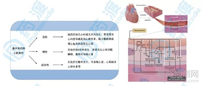 从分子设计角度：看蒽环类药物结构及毒性