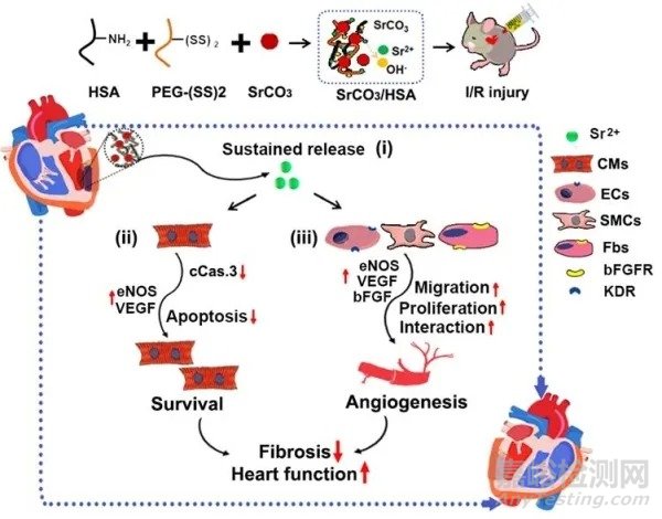 锶离子治疗心肌缺血/再灌注损伤研究获进展