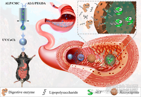 仿生清道夫的微胶囊进行肠内脂多糖解毒