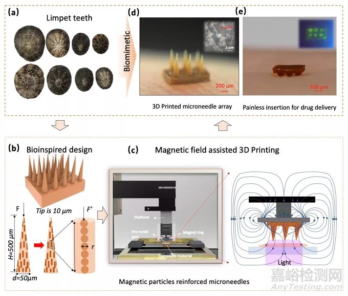​磁场辅助3D打印制备仿生帽贝牙齿结构的无痛微针