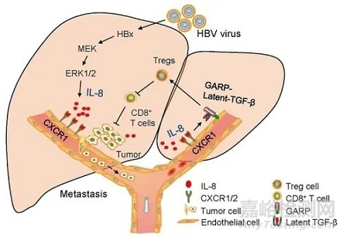 研究揭示乙型肝炎病毒诱发肝癌血管转移和免疫逃逸新机制