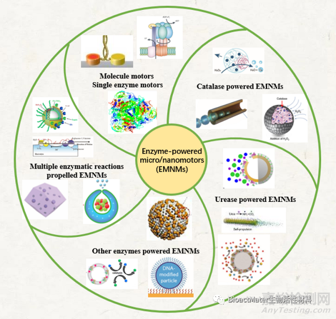 生物酶驱动微纳米马达的原理及其应用