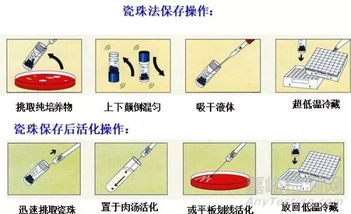 常见微生物菌种衰退原因及预防