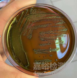 大肠菌群检测知识及mpn法检测的注意要点